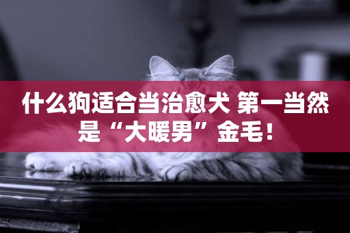 什么狗適合當治愈犬 第一當然是“大暖男”金毛！