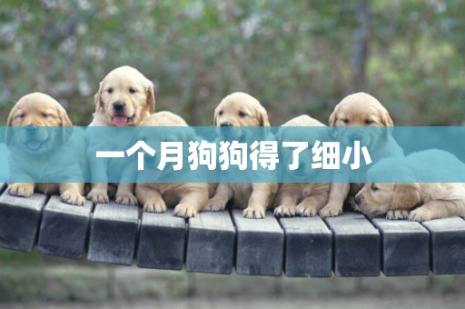 一個月狗狗得了細小