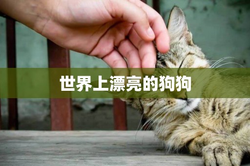 世界上漂亮的狗狗
