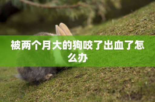 被兩個月大的狗咬了出血了怎么辦