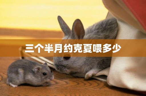 三個半月約克夏喂多少