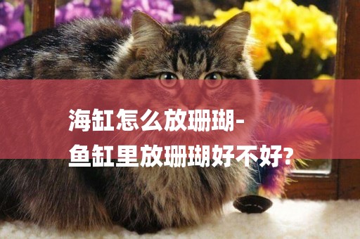 海缸怎么放珊瑚-
魚缸里放珊瑚好不好?
