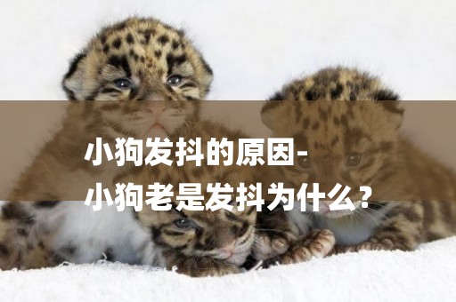 小狗發抖的原因-
小狗老是發抖為什么？