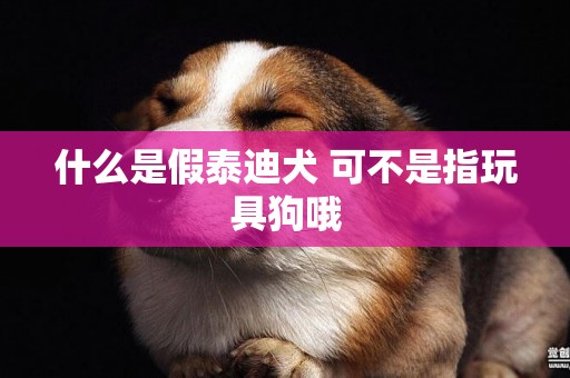什么是假泰迪犬 可不是指玩具狗哦