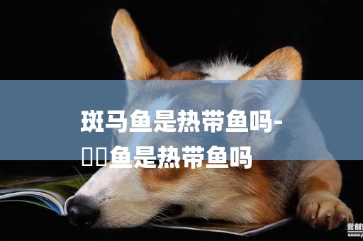 斑馬魚是熱帶魚嗎-
鳑鮍魚是熱帶魚嗎