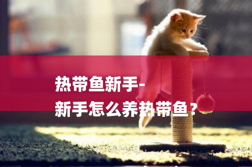 熱帶魚新手-
新手怎么養熱帶魚？