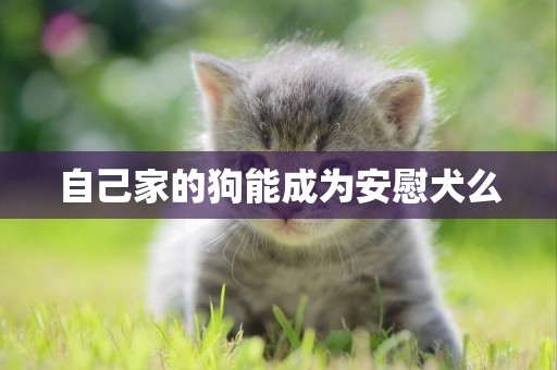 自己家的狗能成為安慰犬么