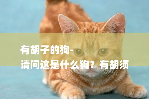 有胡子的狗-
請問這是什么狗？有胡須
