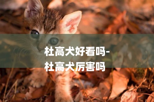 杜高犬好看嗎-
杜高犬厲害嗎