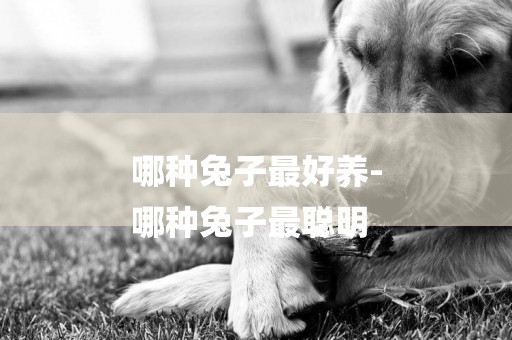 哪種兔子最好養-
哪種兔子最聰明