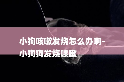 小狗咳嗽發燒怎么辦啊-
小狗狗發燒咳嗽