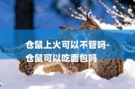 倉鼠上火可以不管嗎-
倉鼠可以吃面包嗎