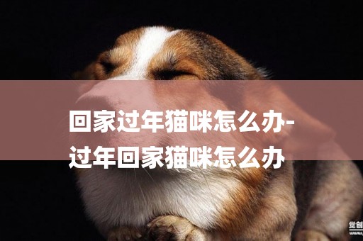 回家過年貓咪怎么辦-
過年回家貓咪怎么辦
