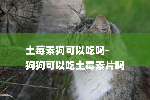 土莓素狗可以吃嗎-
狗狗可以吃土霉素片嗎