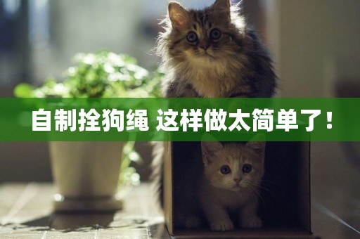 自制拴狗繩 這樣做太簡單了！