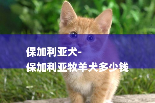 保加利亞犬-
保加利亞牧羊犬多少錢