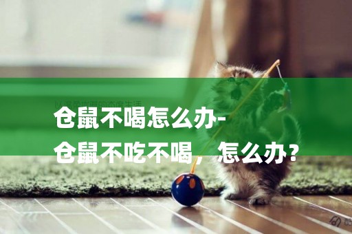 倉鼠不喝怎么辦-
倉鼠不吃不喝，怎么辦？
