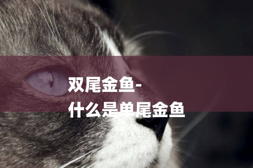 雙尾金魚-
什么是單尾金魚
