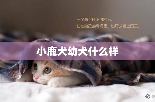 小鹿犬幼犬什么樣