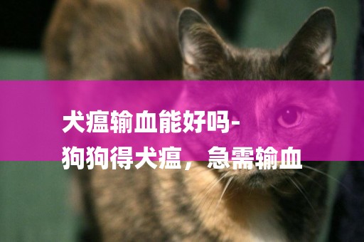犬瘟輸血能好嗎-
狗狗得犬瘟，急需輸血