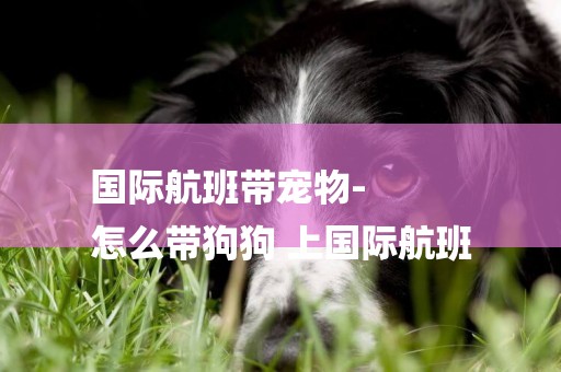 國際航班帶寵物-
怎么帶狗狗 上國際航班