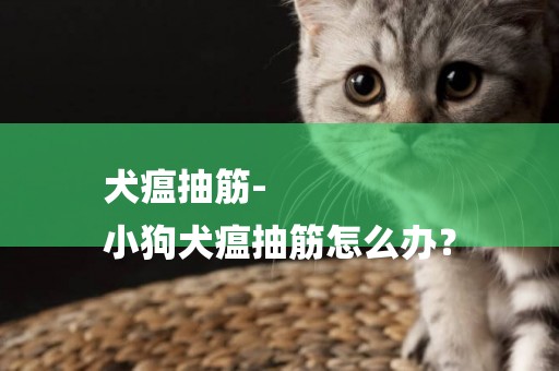 犬瘟抽筋-
小狗犬瘟抽筋怎么辦？