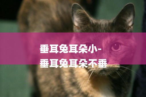 垂耳兔耳朵小-
垂耳兔耳朵不垂
