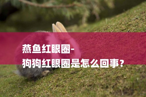 燕魚紅眼圈-
狗狗紅眼圈是怎么回事？