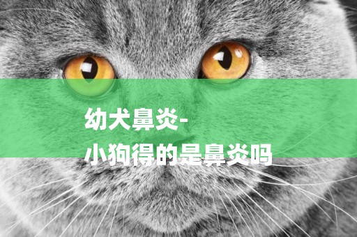 幼犬鼻炎-
小狗得的是鼻炎嗎