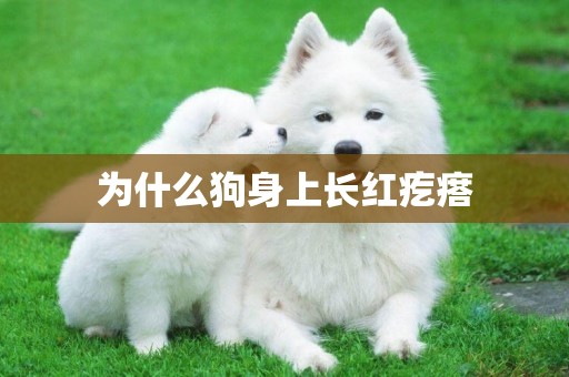 為什么狗身上長紅疙瘩