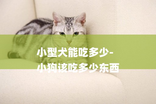 小型犬能吃多少-
小狗該吃多少東西