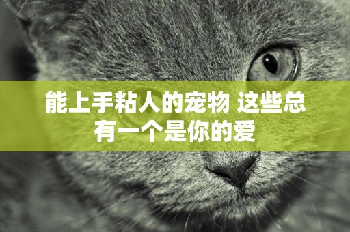 能上手粘人的寵物 這些總有一個是你的愛