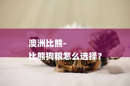 澳洲比熊-
比熊狗糧怎么選擇？