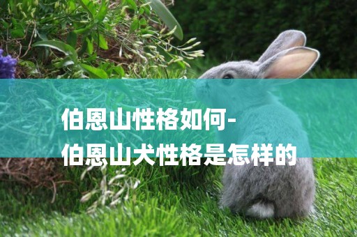 伯恩山性格如何-
伯恩山犬性格是怎樣的
