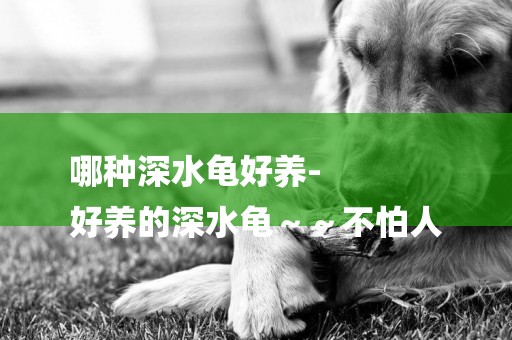 哪種深水龜好養-
好養的深水龜～～不怕人