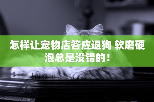 怎樣讓寵物店答應退狗 軟磨硬泡總是沒錯的！