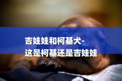 吉娃娃和柯基犬-
這是柯基還是吉娃娃