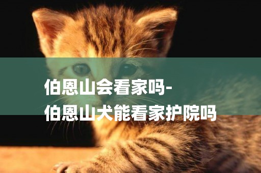 伯恩山會看家嗎-
伯恩山犬能看家護院嗎