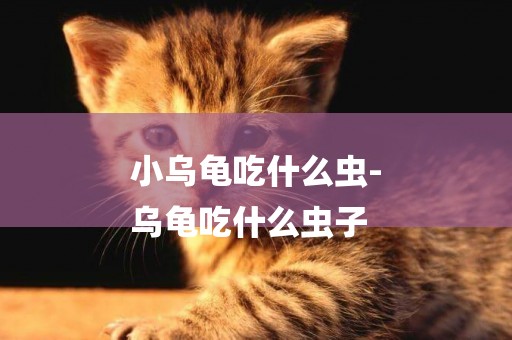 小烏龜吃什么蟲-
烏龜吃什么蟲子