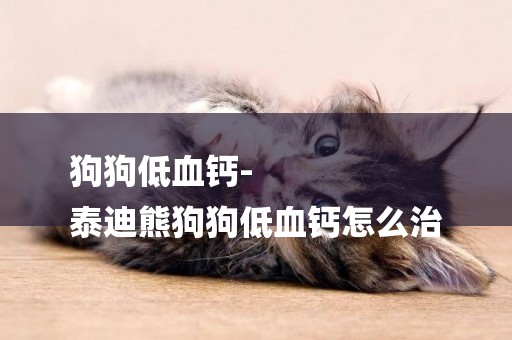狗狗低血鈣-
泰迪熊狗狗低血鈣怎么治