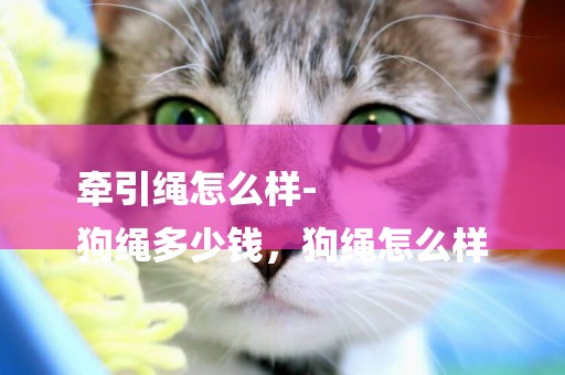 牽引繩怎么樣-
狗繩多少錢，狗繩怎么樣