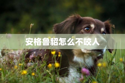 安格魯貂怎么不咬人