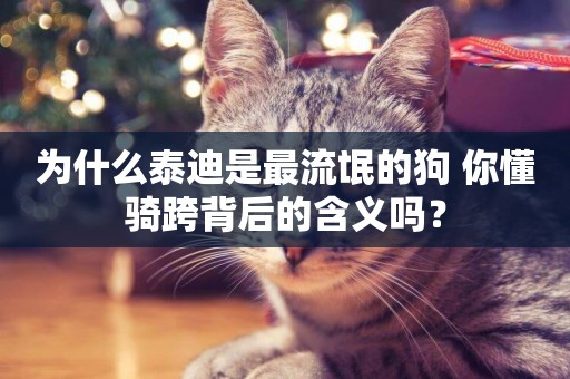 為什么泰迪是最流氓的狗 你懂騎跨背后的含義嗎？