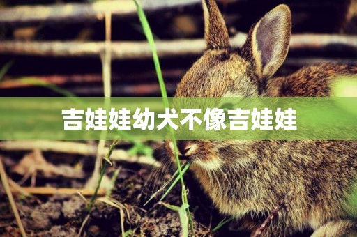 吉娃娃幼犬不像吉娃娃