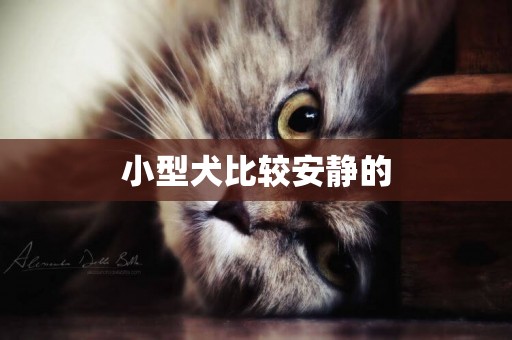 小型犬比較安靜的