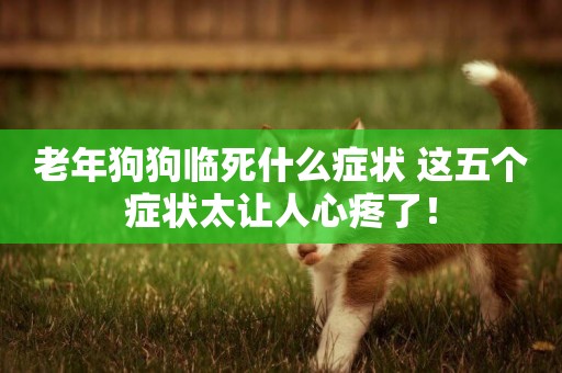 老年狗狗臨死什么癥狀 這五個癥狀太讓人心疼了！