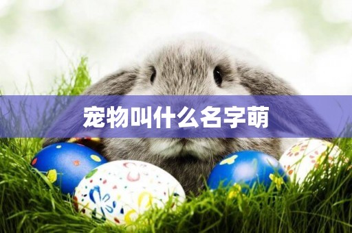 寵物叫什么名字萌