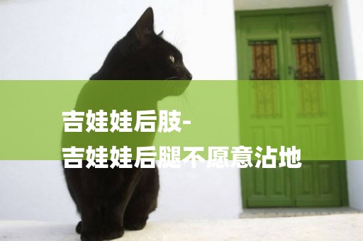 吉娃娃后肢-
吉娃娃后腿不愿意沾地