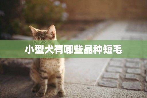 小型犬有哪些品種短毛