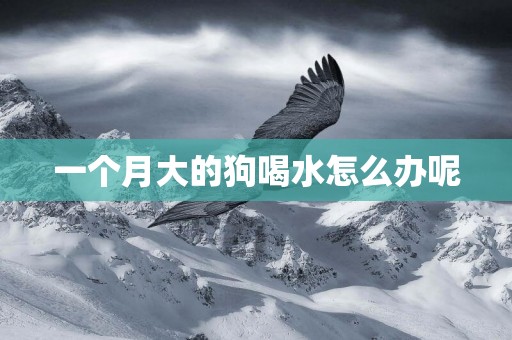一個月大的狗喝水怎么辦呢